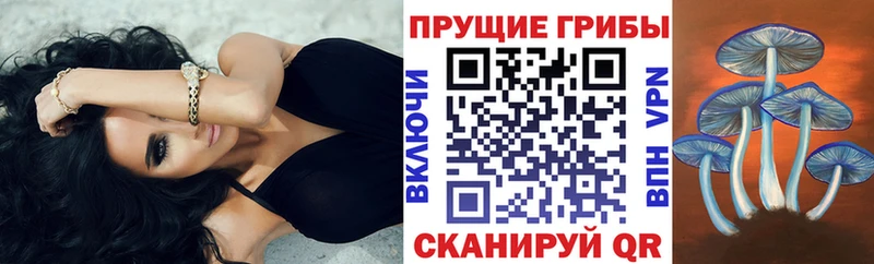 Псилоцибиновые грибы Psilocybine cubensis  Лахденпохья 